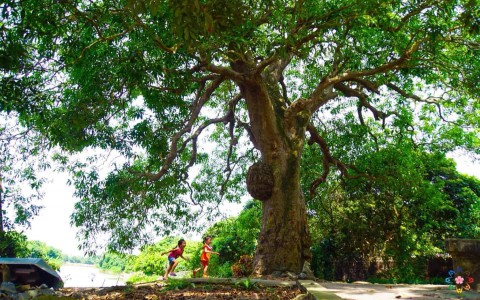Ký ức về quê hương tôi Bình Nguyên